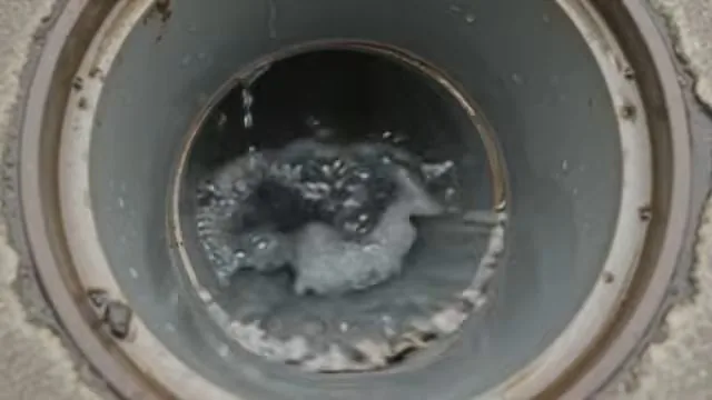 Flushing sewer cleanout with hydro jet stream photographed on site during drain cleaning schedule work